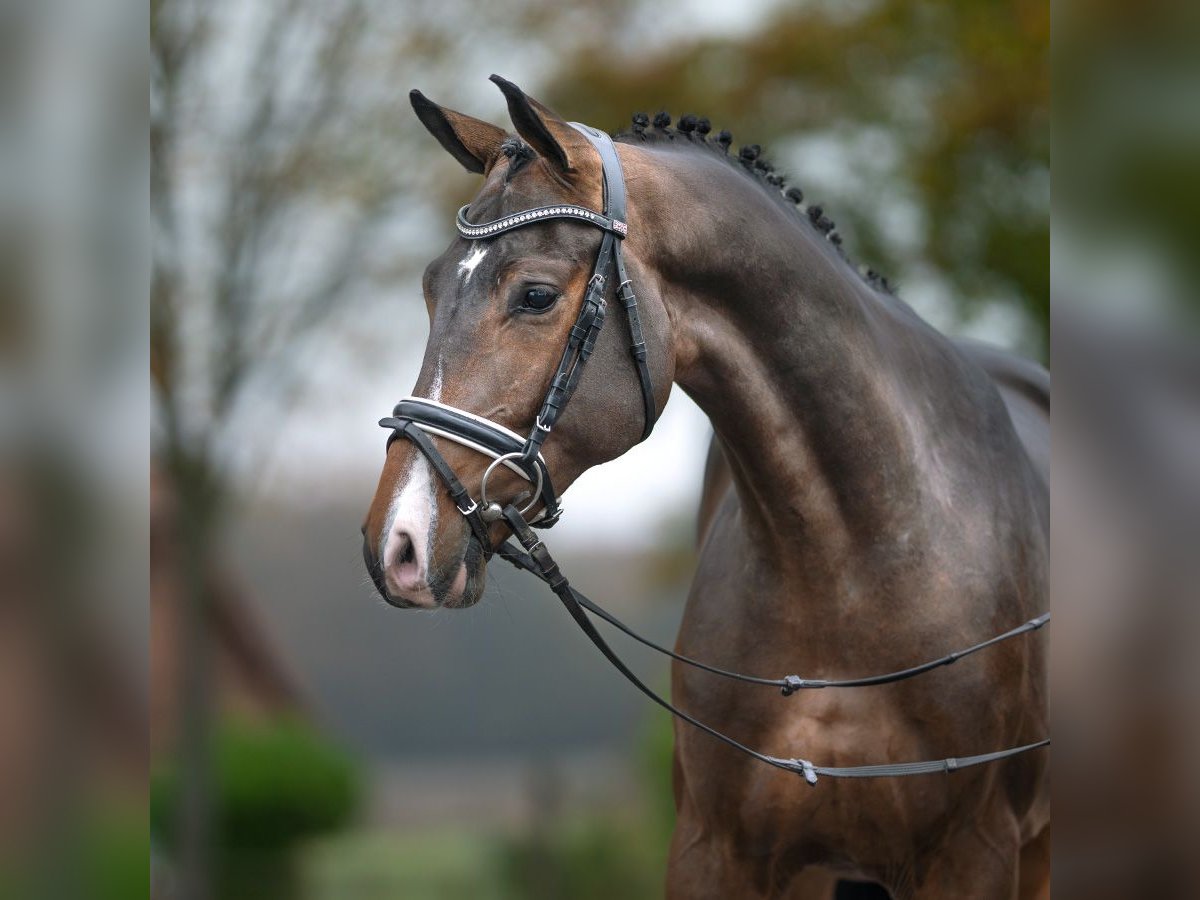 Mecklenburg Warmblood Stallion 2 years Brown in Rostock