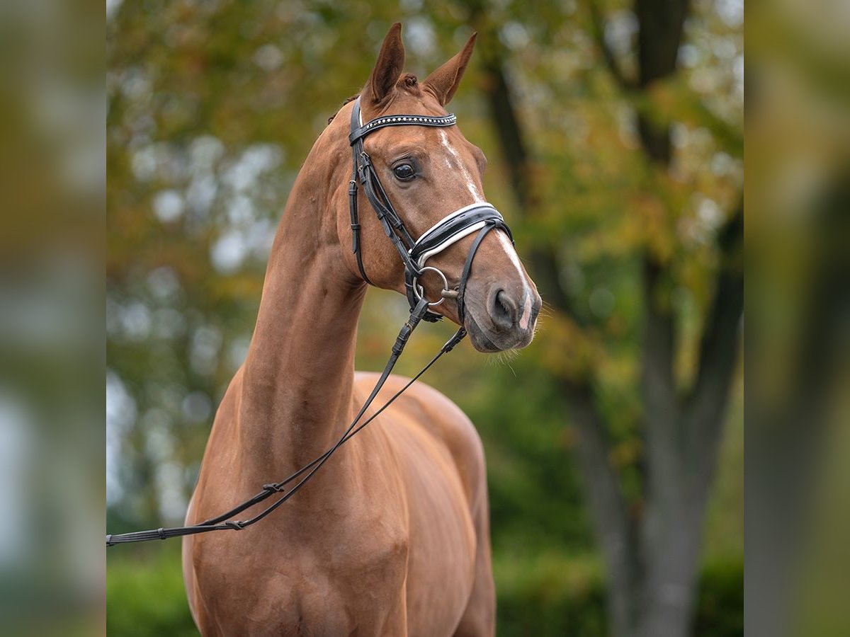 Mecklenburg Warmblood Stallion 2 years Chestnut-Red in Rostock