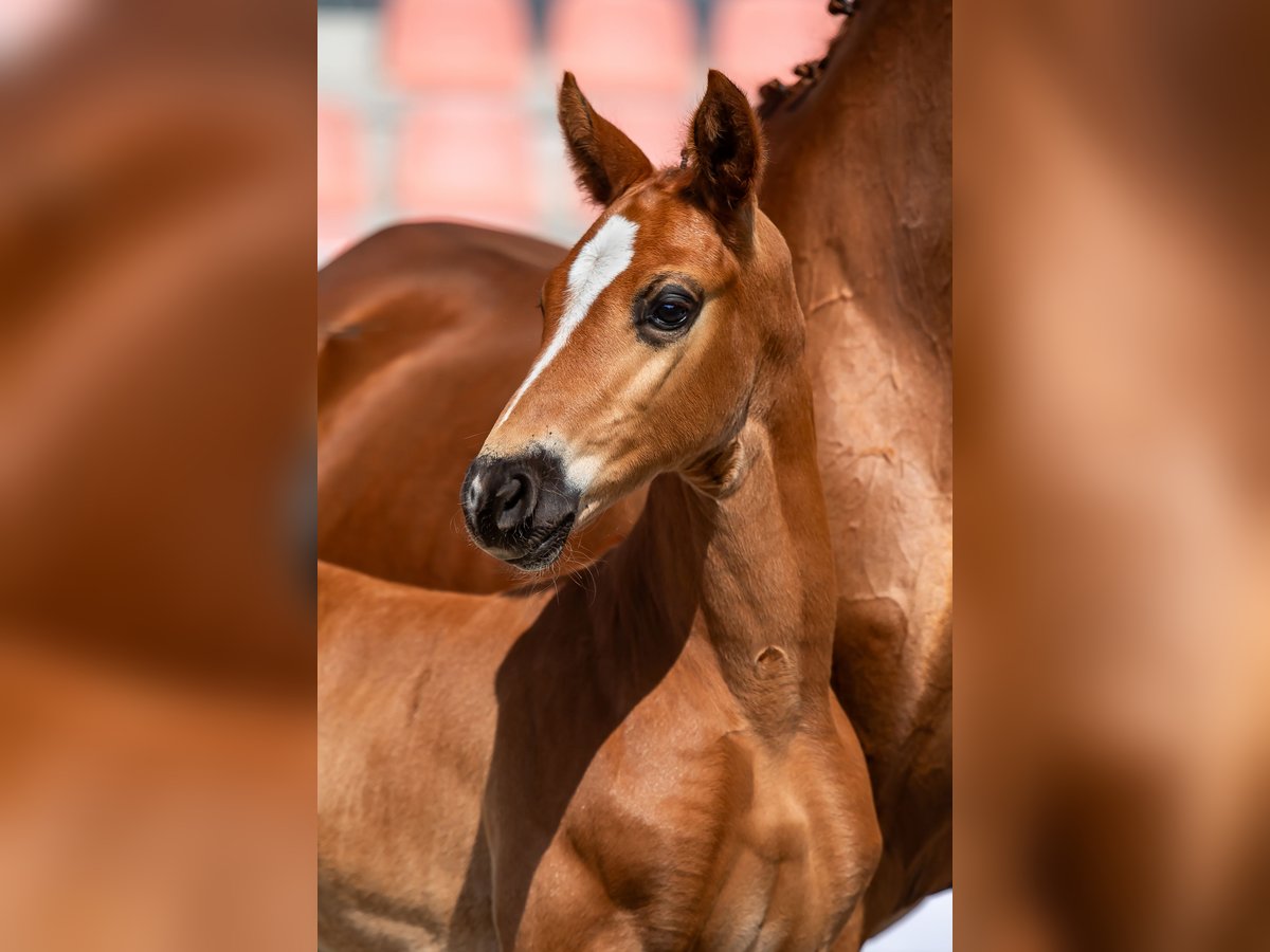 Mecklenburg Warmblood Stallion 2 years Chestnut-Red in Pölchow