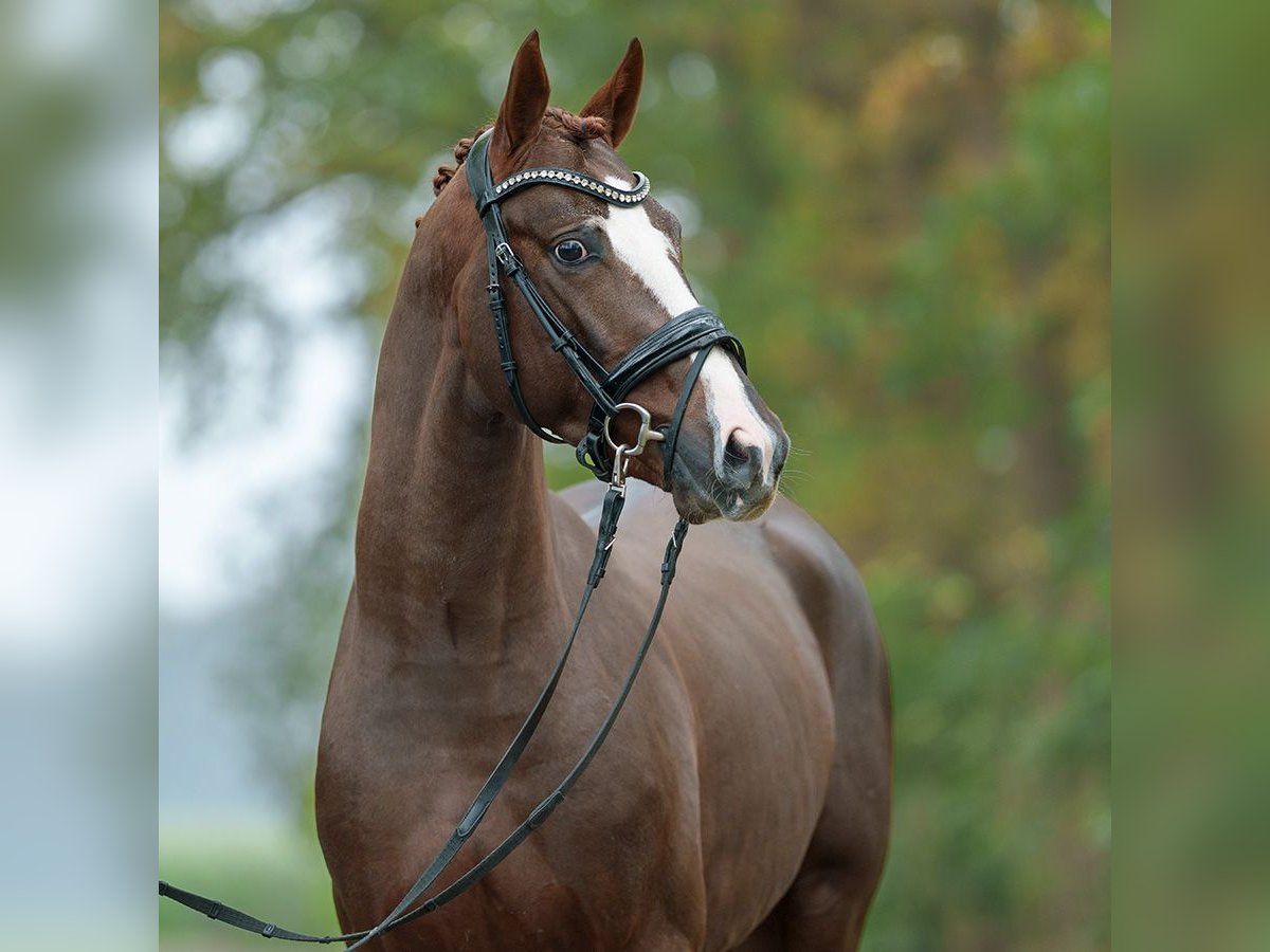 Mecklenburg Warmblood Stallion 2 years Chestnut-Red in Rostock