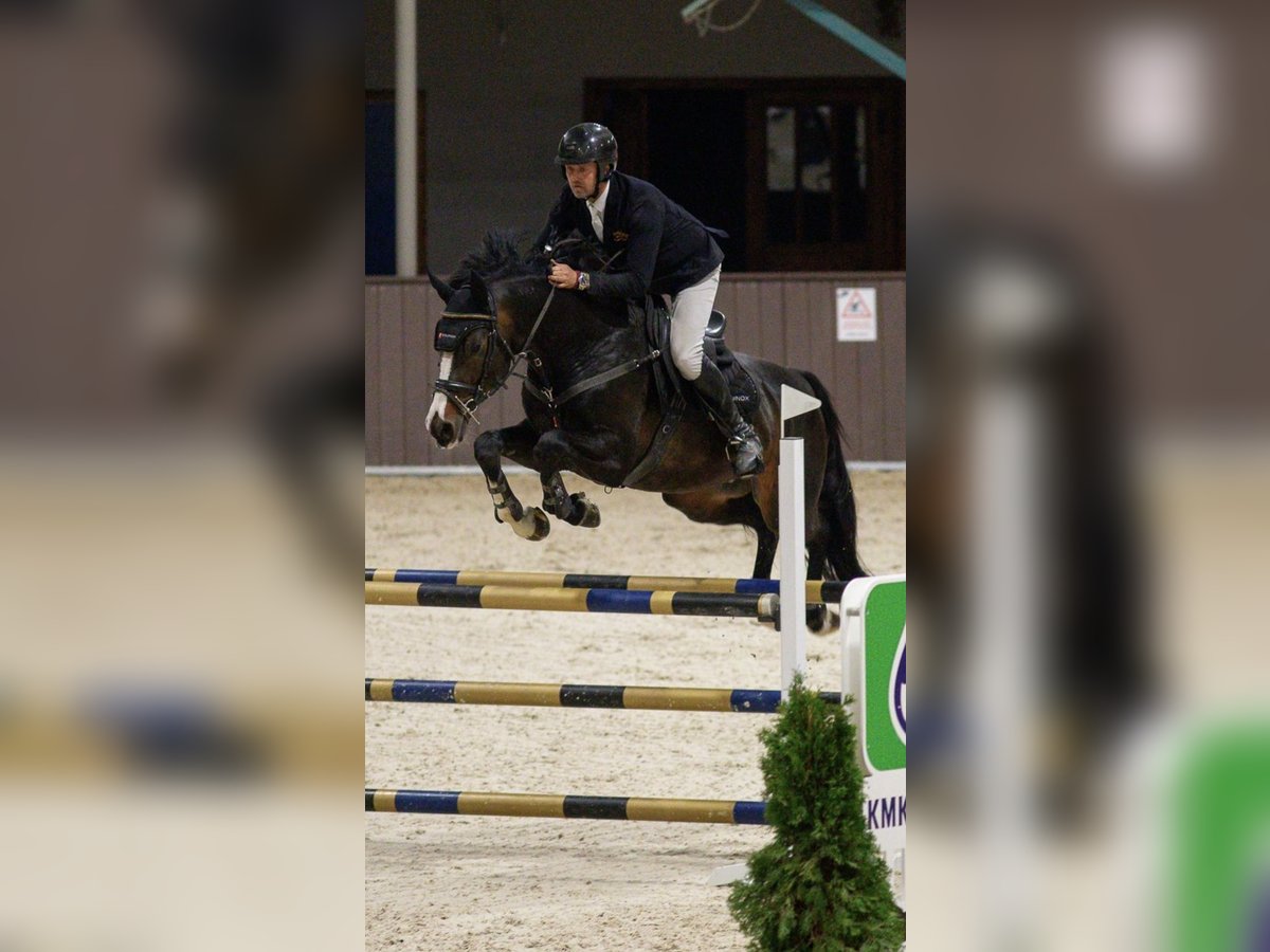 Mecklenburg Warmblood Stallion 9 years 16,1 hh Black in Barlinek