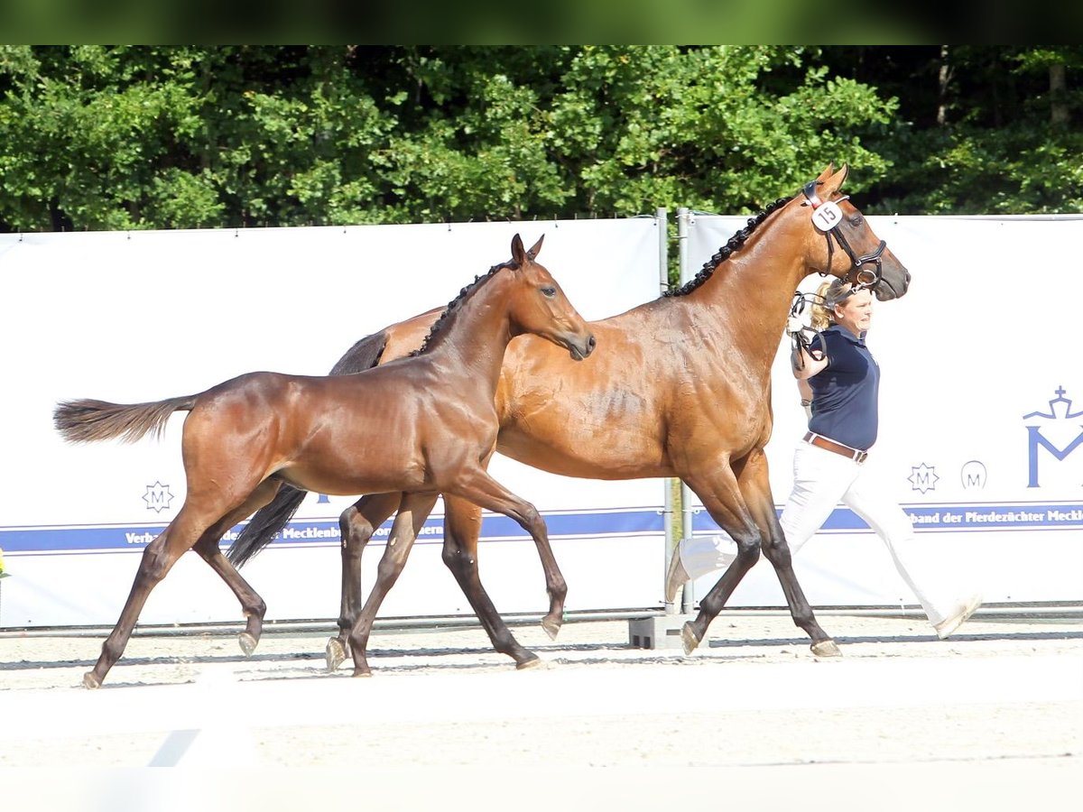 Mecklenburg Warmblood Stallion Foal (02/2025) 16,2 hh Brown in Hohen Sch&#xF6;nberg