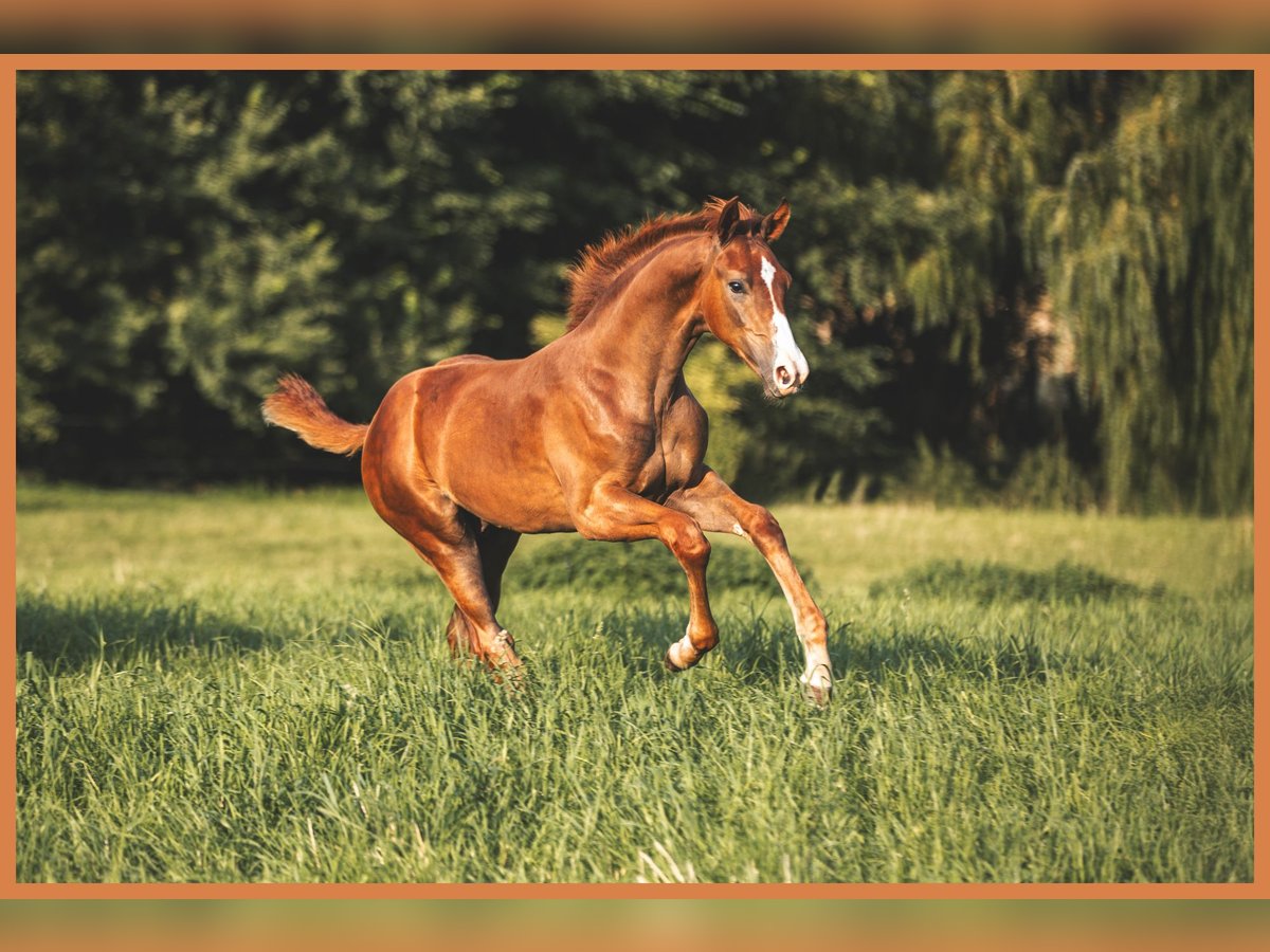 Mecklenburg Warmblood Stallion Foal (04/2025) 16,2 hh Chestnut in L&#xFC;ssow