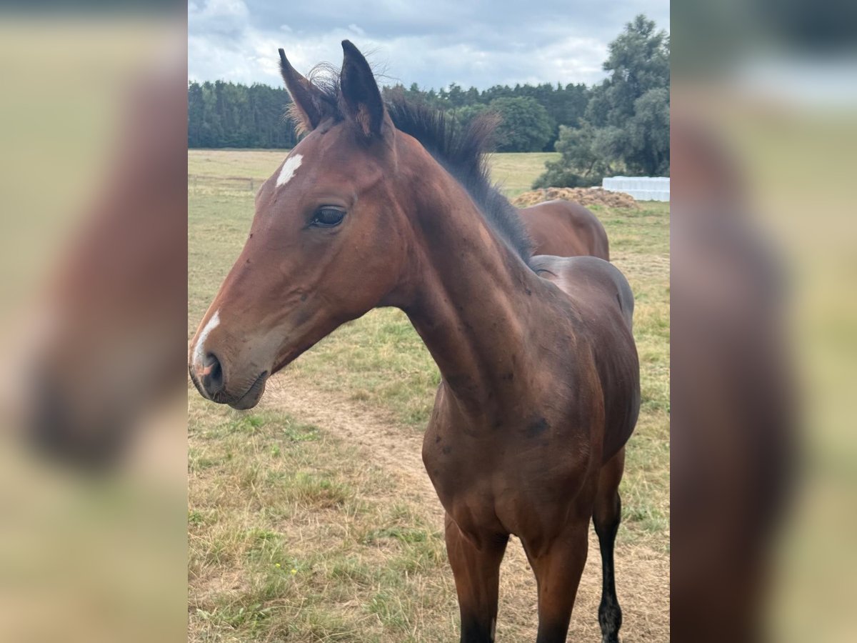 Mecklenburg Warmblood Stallion Foal (04/2025) Brown in Blumenholz