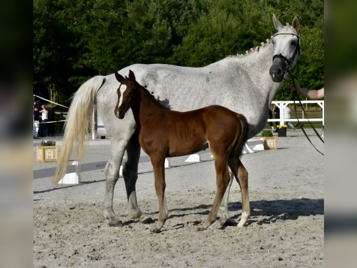 Mecklenburg Warmblood Stallion Foal (06/2025) Brown in Papenhagen