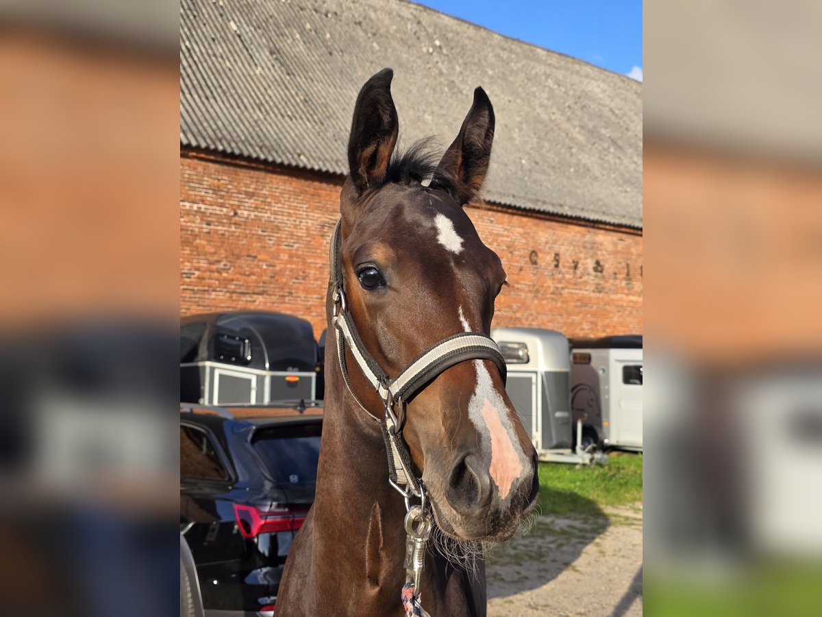 Mecklenburg Warmblood Stallion Foal (05/2025) Can be white in Kavelstorf