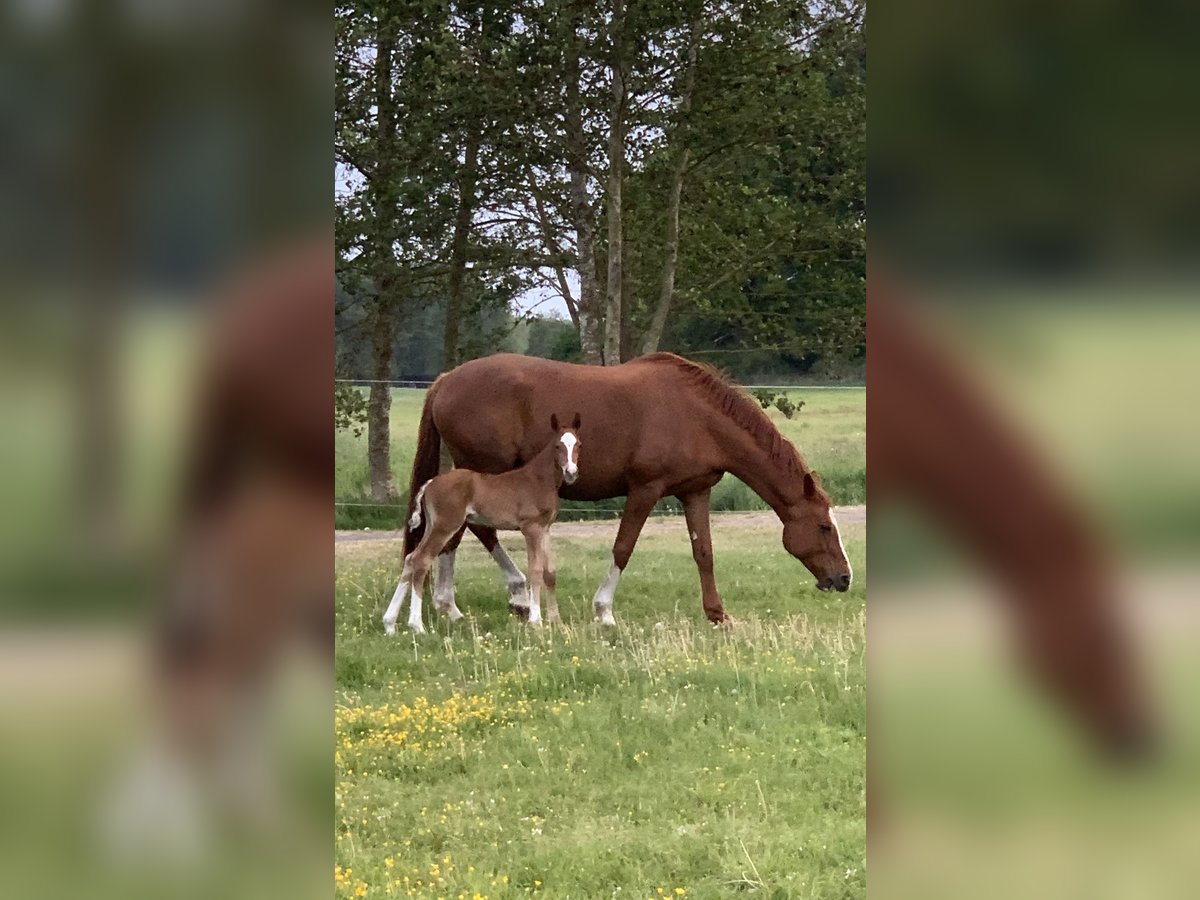 Mecklenburg Warmblood Stallion Chestnut-Red in Alt Schönau Mecklenburg Warmblood Stallion Chestnut-Red in Alt Schönau