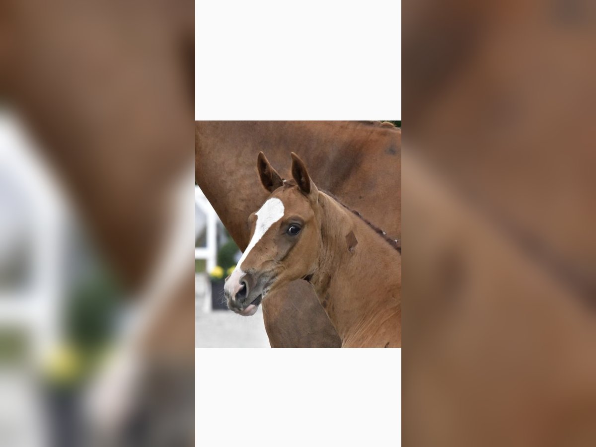 Mecklenburg Warmblood Stallion Foal (05/2025) Chestnut-Red in Malchow