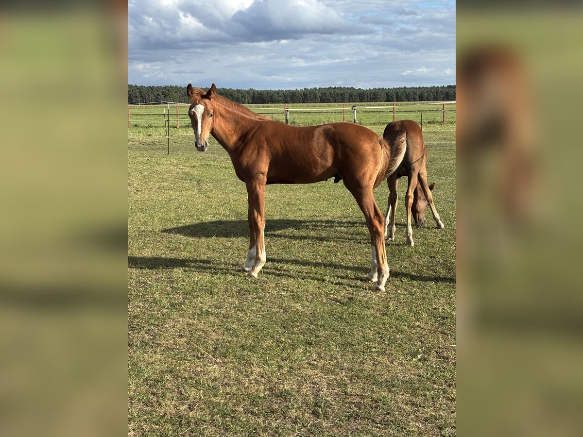 Mecklenburg Warmblood Stallion Foal (04/2025) Chestnut-Red in Rastow