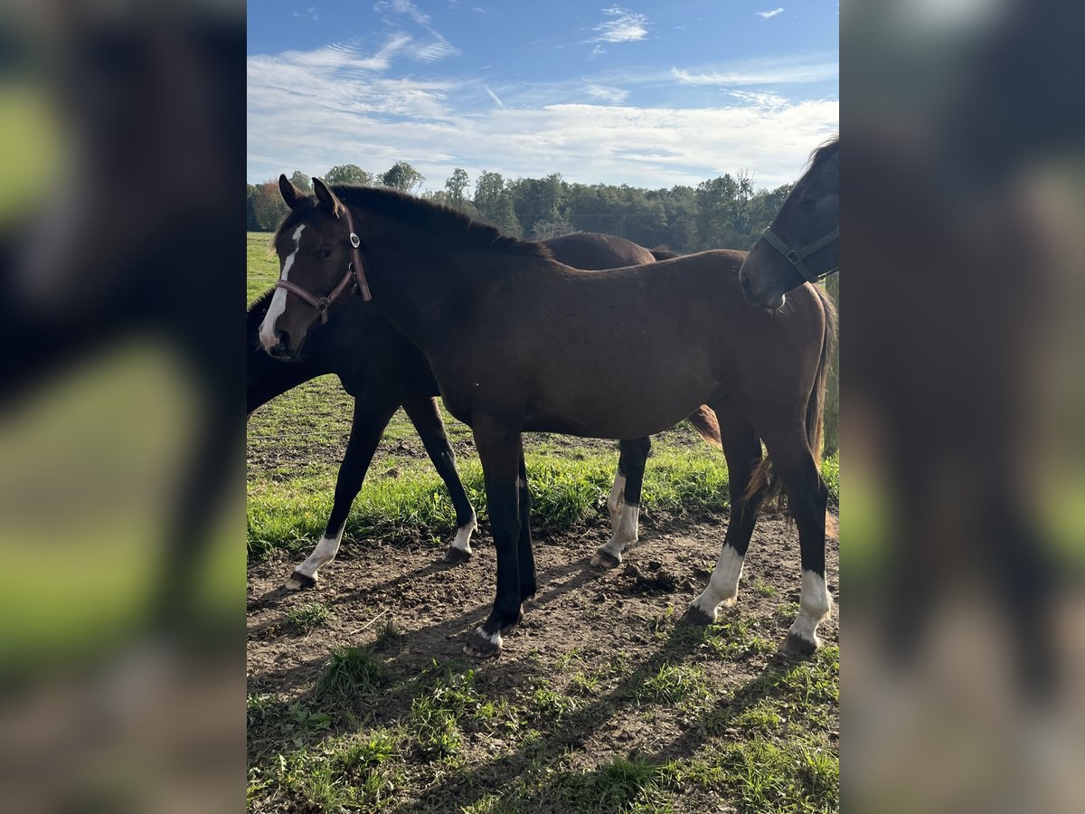 Mecklenburger warmbloed Hengst 1 Jaar 165 cm in Papenhagen