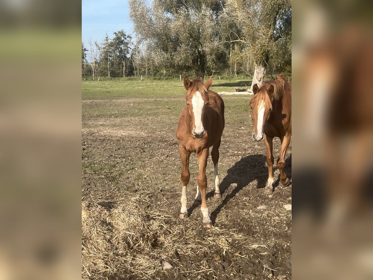 Mecklenburger warmbloed Hengst 1 Jaar 168 cm in Görmin