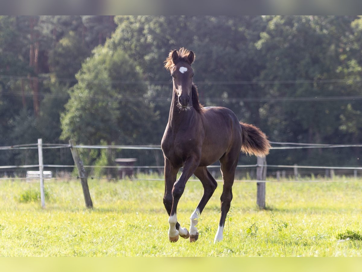 Mecklenburger warmbloed Hengst 1 Jaar 170 cm Donkerbruin in Winsen (Luhe)