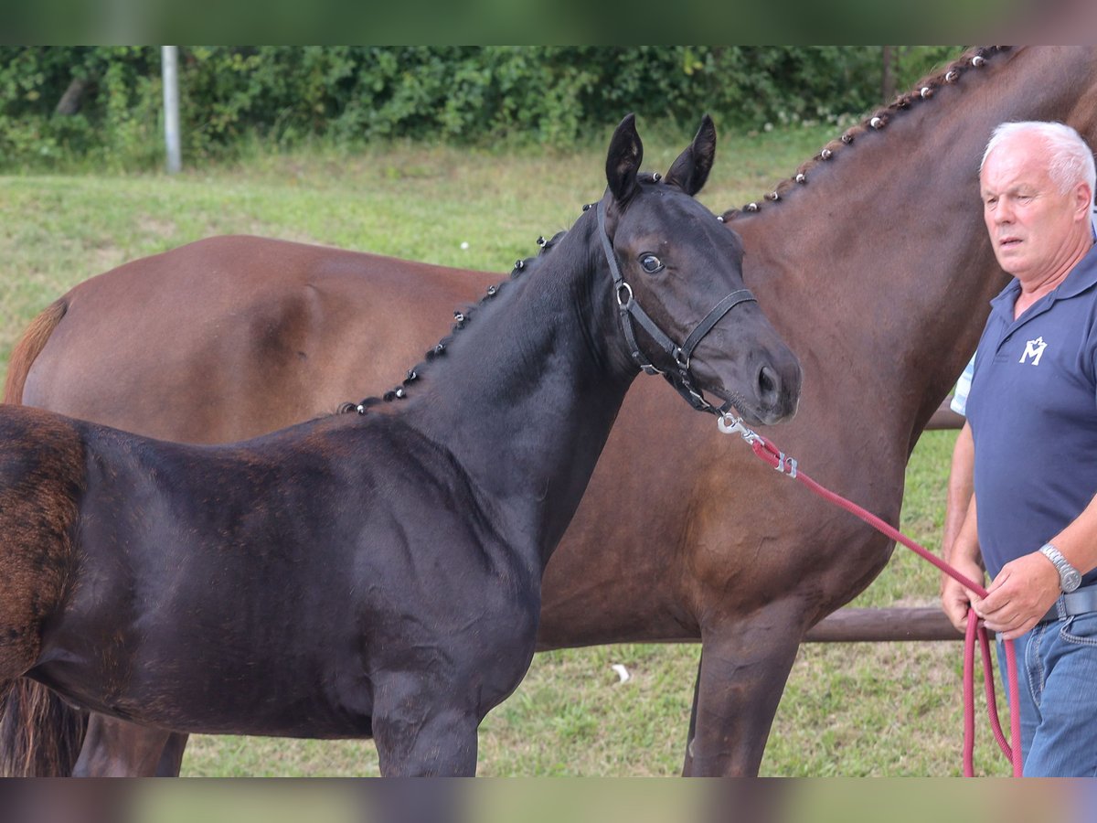 Mecklenburger warmbloed Hengst 1 Jaar Zwart in Hageböl