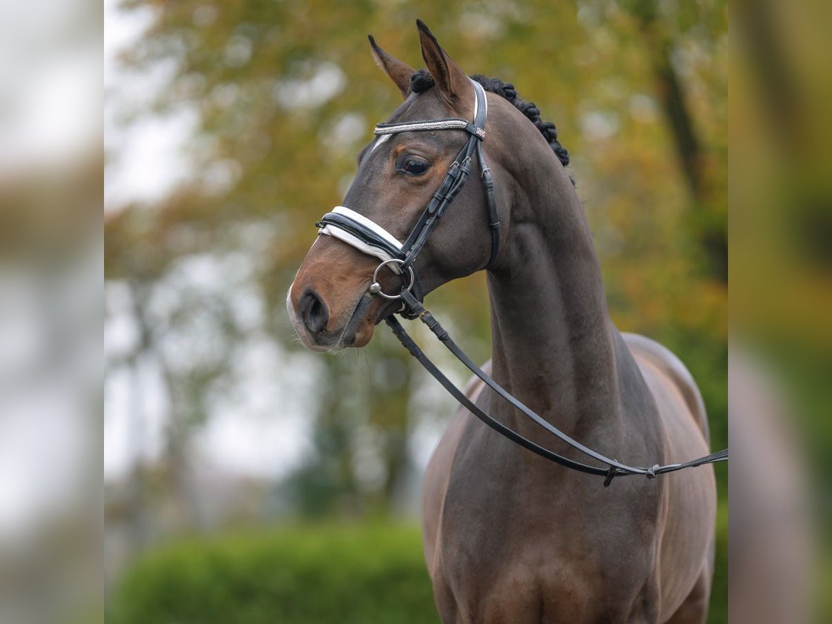 Mecklenburger warmbloed Hengst 2 Jaar Donkerbruin in Rostock