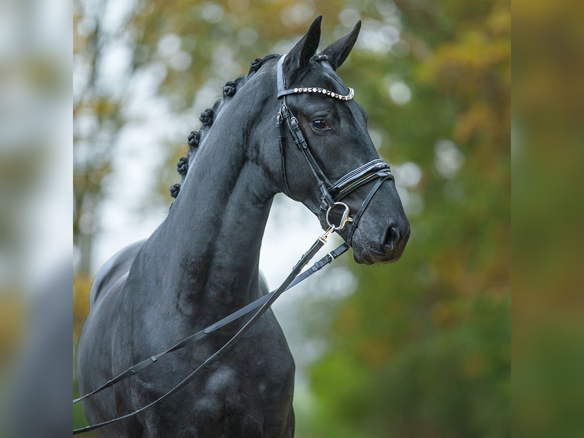 Mecklenburger warmbloed Hengst 2 Jaar Zwart in Rostock