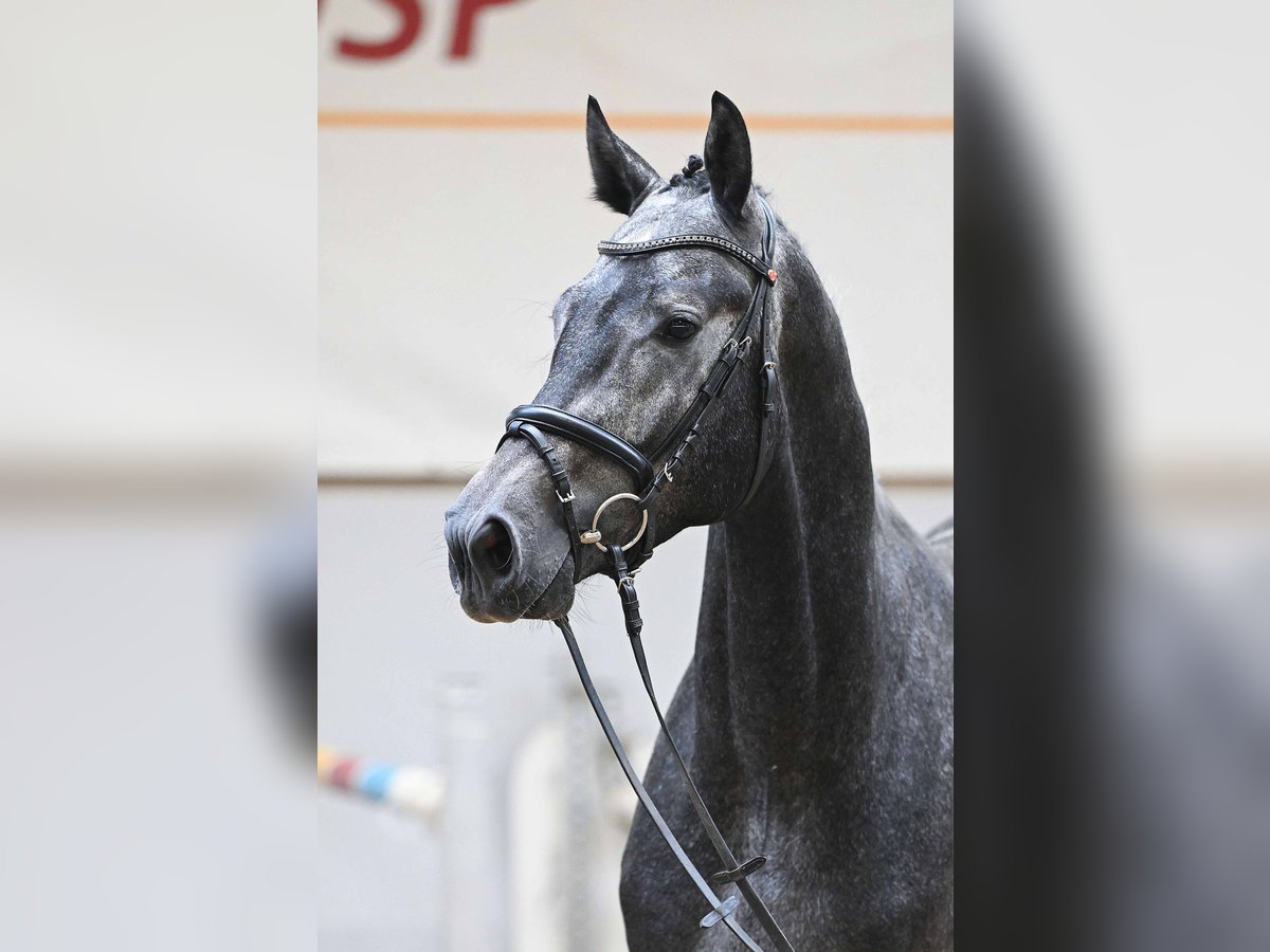 Mecklenburger warmbloed Hengst 3 Jaar 172 cm Schimmel in Gomadingen