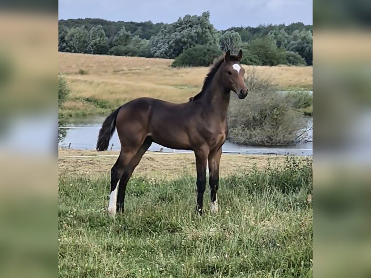 Mecklenburger warmbloed Hengst veulen (03/2024) 148 cm Donkerbruin in Schlagsdorf