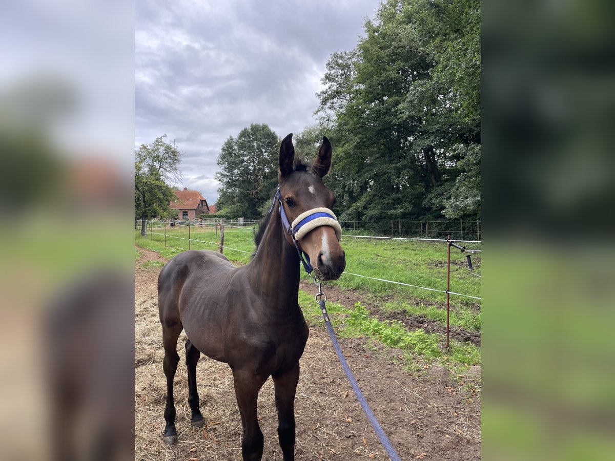 Mecklenburger warmbloed Hengst Veulen (04/2025) 170 cm Donkerbruin in Redefin
