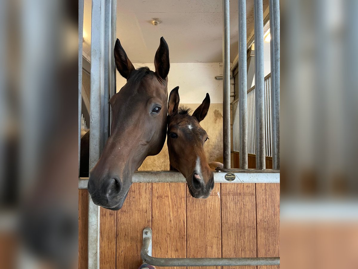 Mecklenburger warmbloed Hengst Veulen (04/2025) Bruin in Redefin