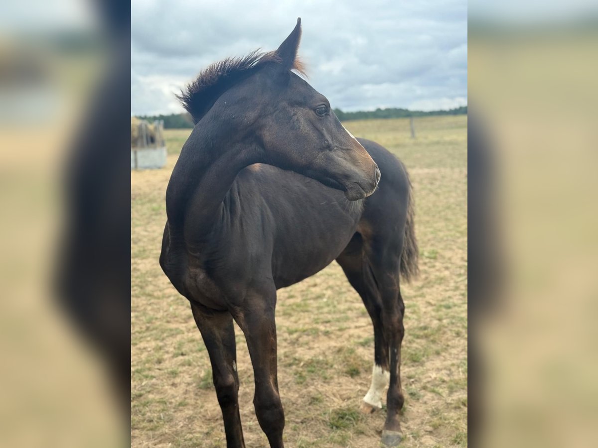 Mecklenburger warmbloed Hengst Veulen (03/2025) Donkerbruin in Blumenholz