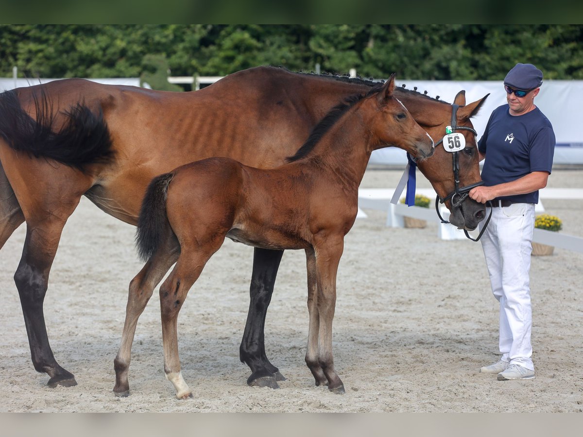 Mecklenburger warmbloed Hengst veulen (05/2024) Donkerbruin in Anklam