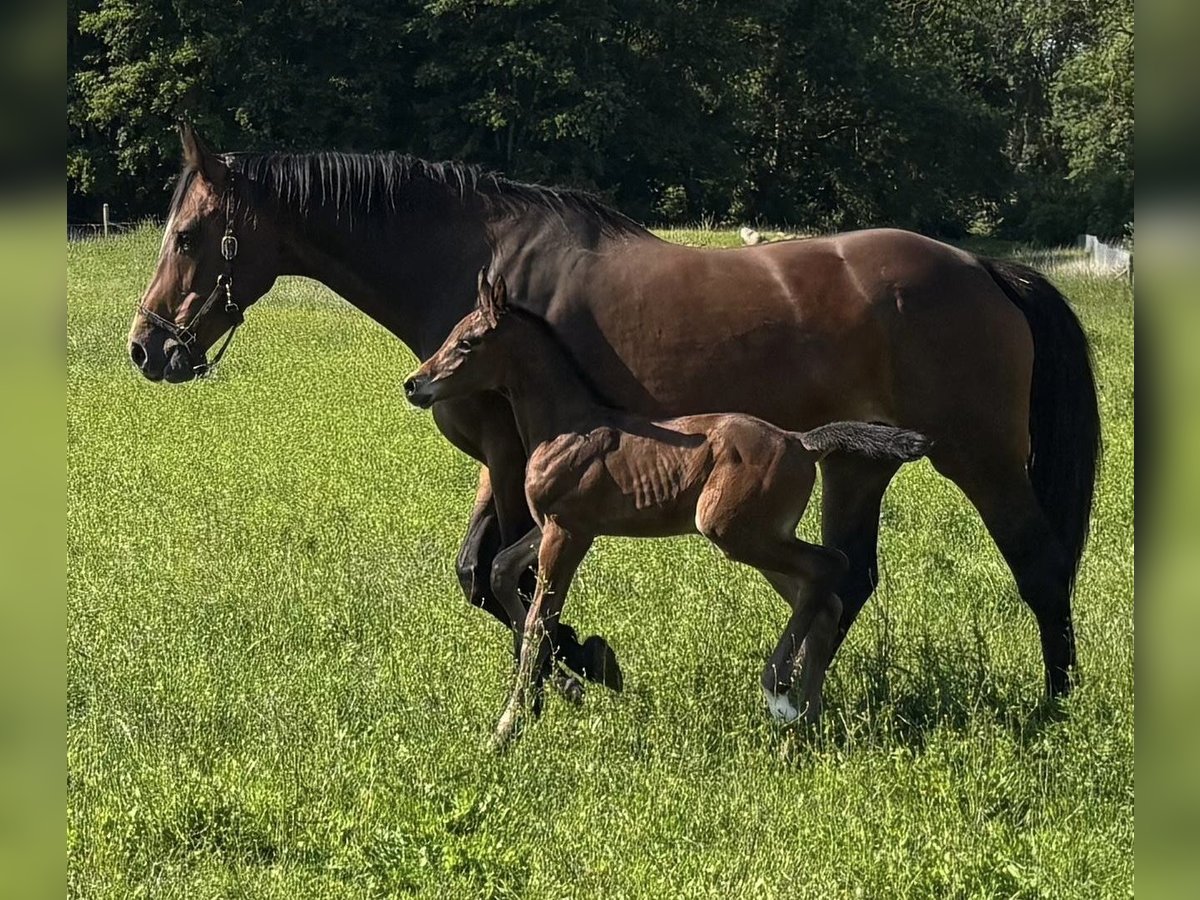 Mecklenburger warmbloed Hengst Veulen (06/2025) Donkerbruin in Anklam