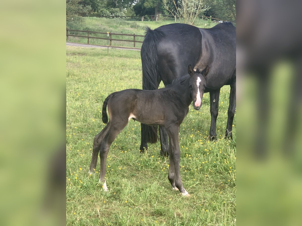 Mecklenburger warmbloed Hengst Zwart in Malchow Mecklenburger warmbloed Hengst Zwart in Malchow