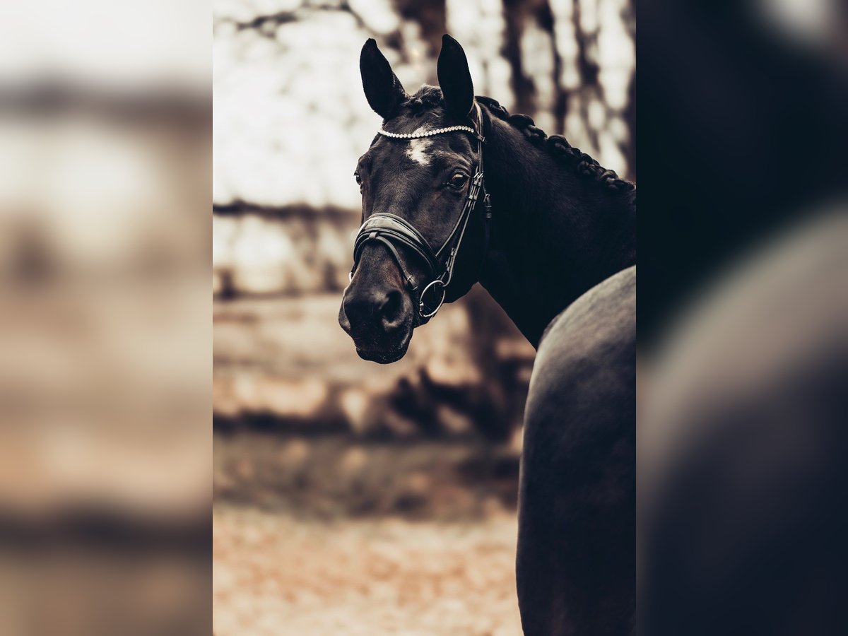 Mecklenburger warmbloed Merrie 12 Jaar 173 cm Zwartbruin in Langenzersdorf