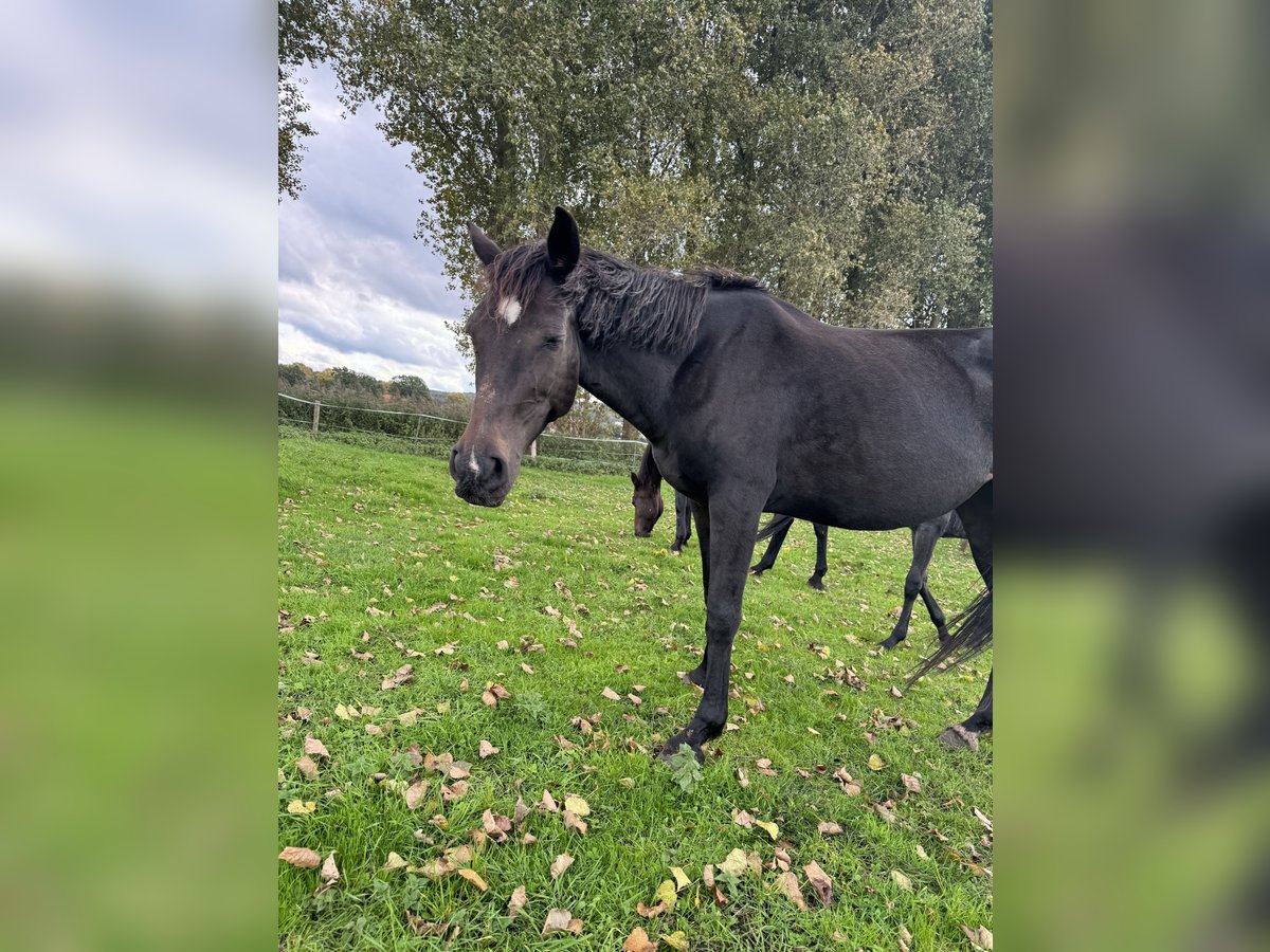 Mecklenburger warmbloed Merrie 13 Jaar 165 cm Zwartbruin in Bad Essen