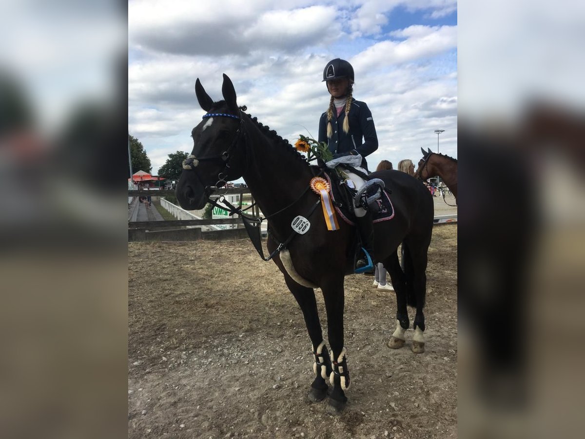 Mecklenburger warmbloed Merrie 15 Jaar 165 cm Zwartbruin in Georgsmarienhütte