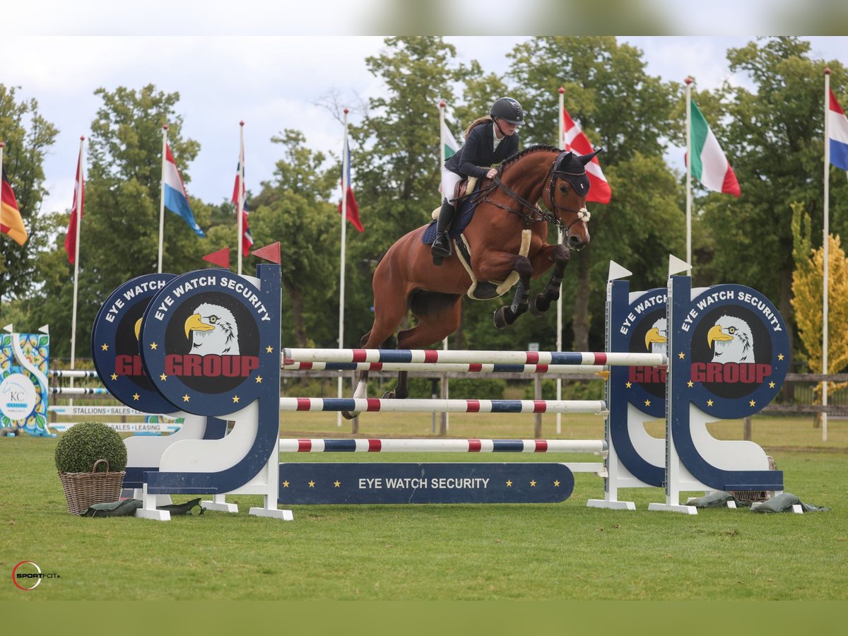 Mecklenburger warmbloed Merrie 16 Jaar 183 cm Bruin in Stockstadt am Rhein