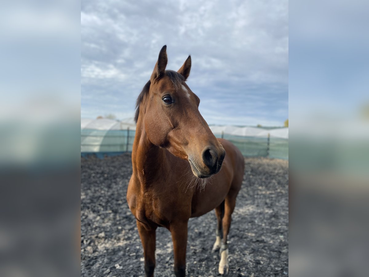 Mecklenburger warmbloed Merrie 17 Jaar 160 cm Bruin in Herxheim bei Landau/Pfalz