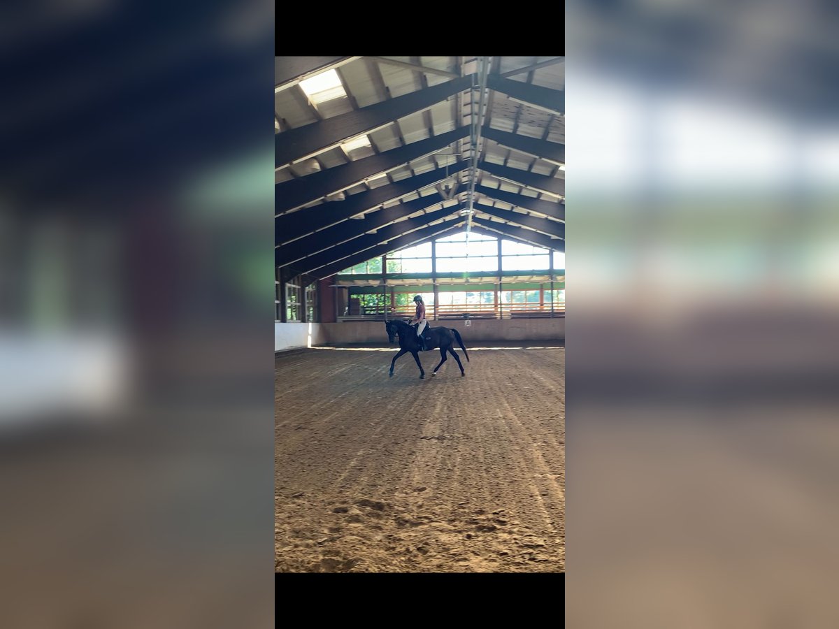Mecklenburger warmbloed Merrie 3 Jaar 169 cm Bruin in Rostock