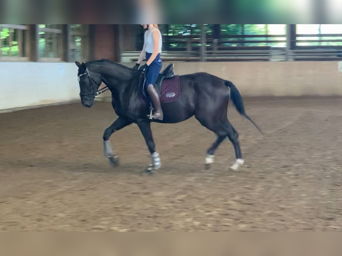 Mecklenburger warmbloed Merrie 3 Jaar 169 cm Zwart in Rostock