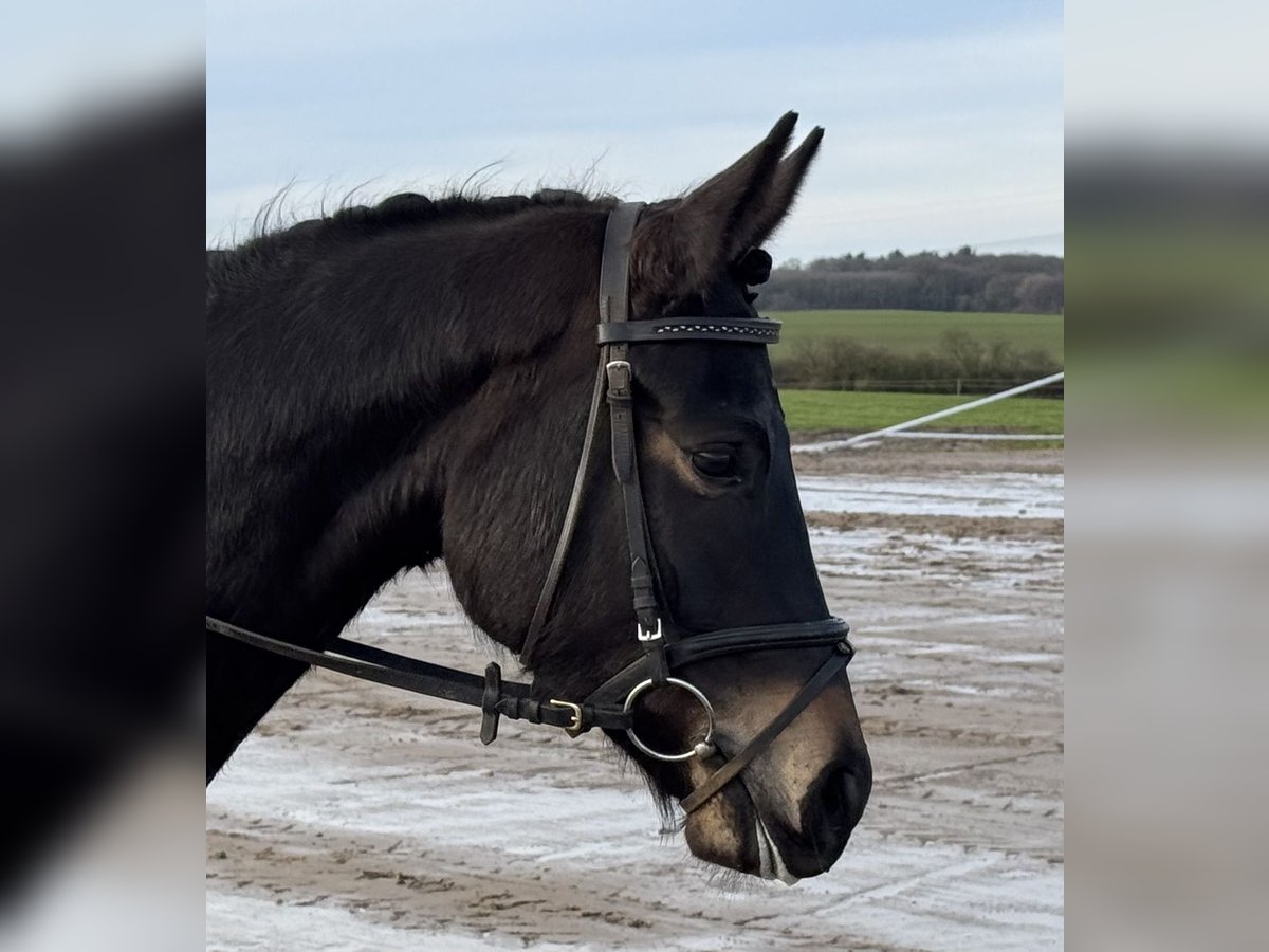 Mecklenburger warmbloed Merrie 4 Jaar 158 cm Zwartbruin in Ganschow