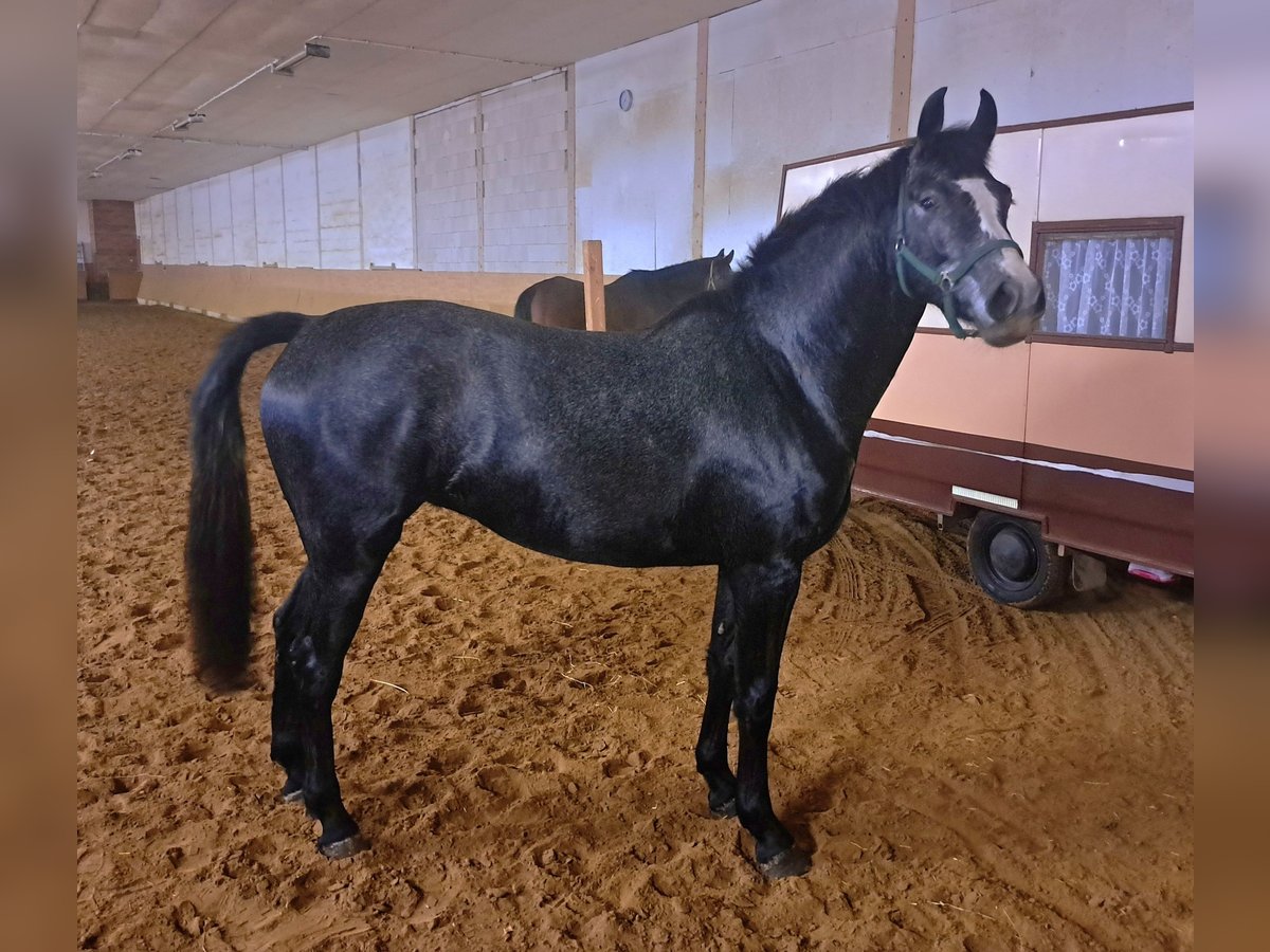 Mecklenburger warmbloed Merrie 4 Jaar 164 cm Schimmel in Jaebetz