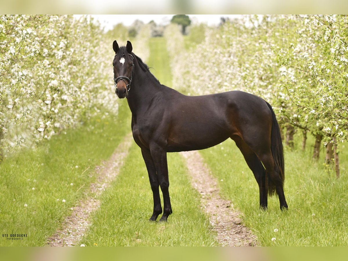 Mecklenburger warmbloed Merrie 4 Jaar 166 cm Zwartbruin in Goldenitz Warlitz