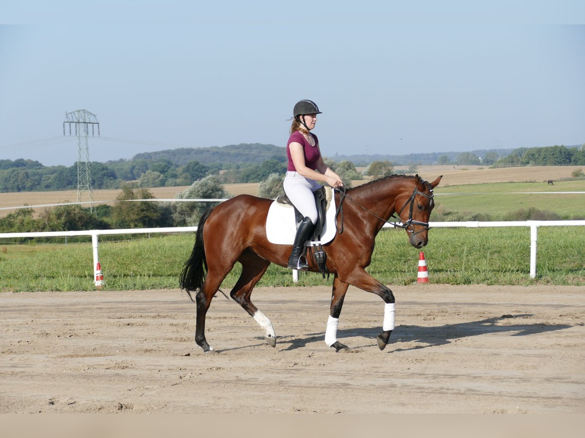 Mecklenburger warmbloed Merrie 4 Jaar 168 cm Bruin in Ganschow