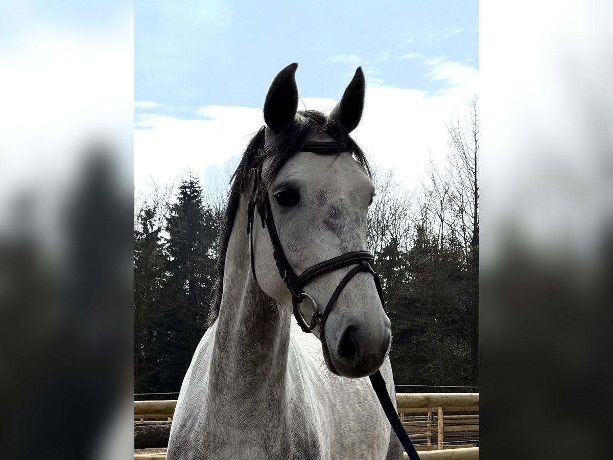 Mecklenburger warmbloed Merrie 5 Jaar 164 cm Schimmel in Grevenbroich