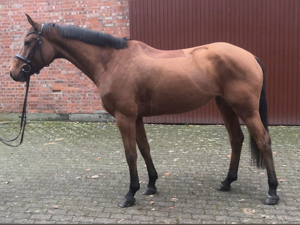 Mecklenburger warmbloed Merrie 5 Jaar 165 cm Donkerbruin in Lachendorf