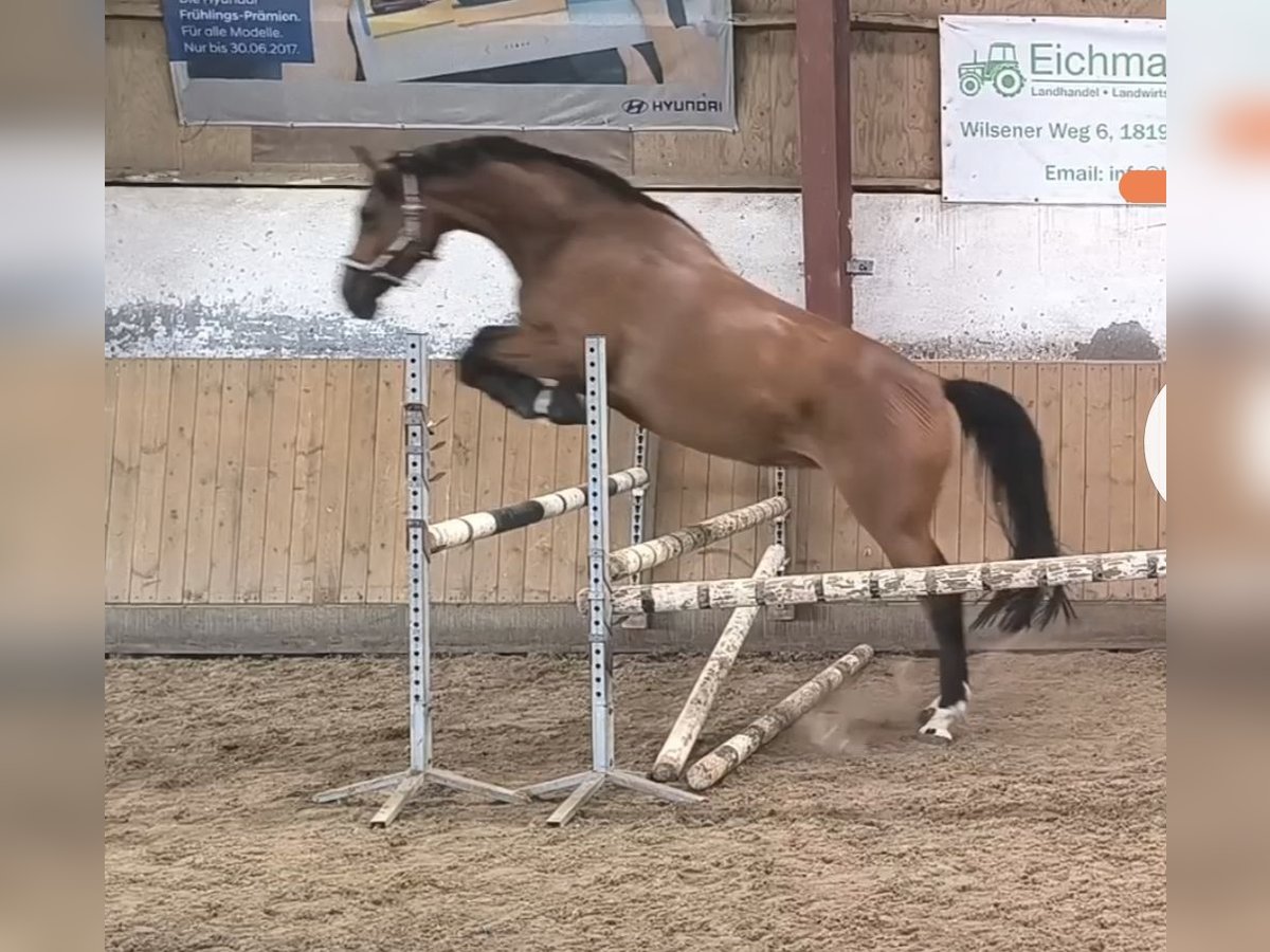 Mecklenburger warmbloed Merrie 5 Jaar 169 cm Bruin in Rostock