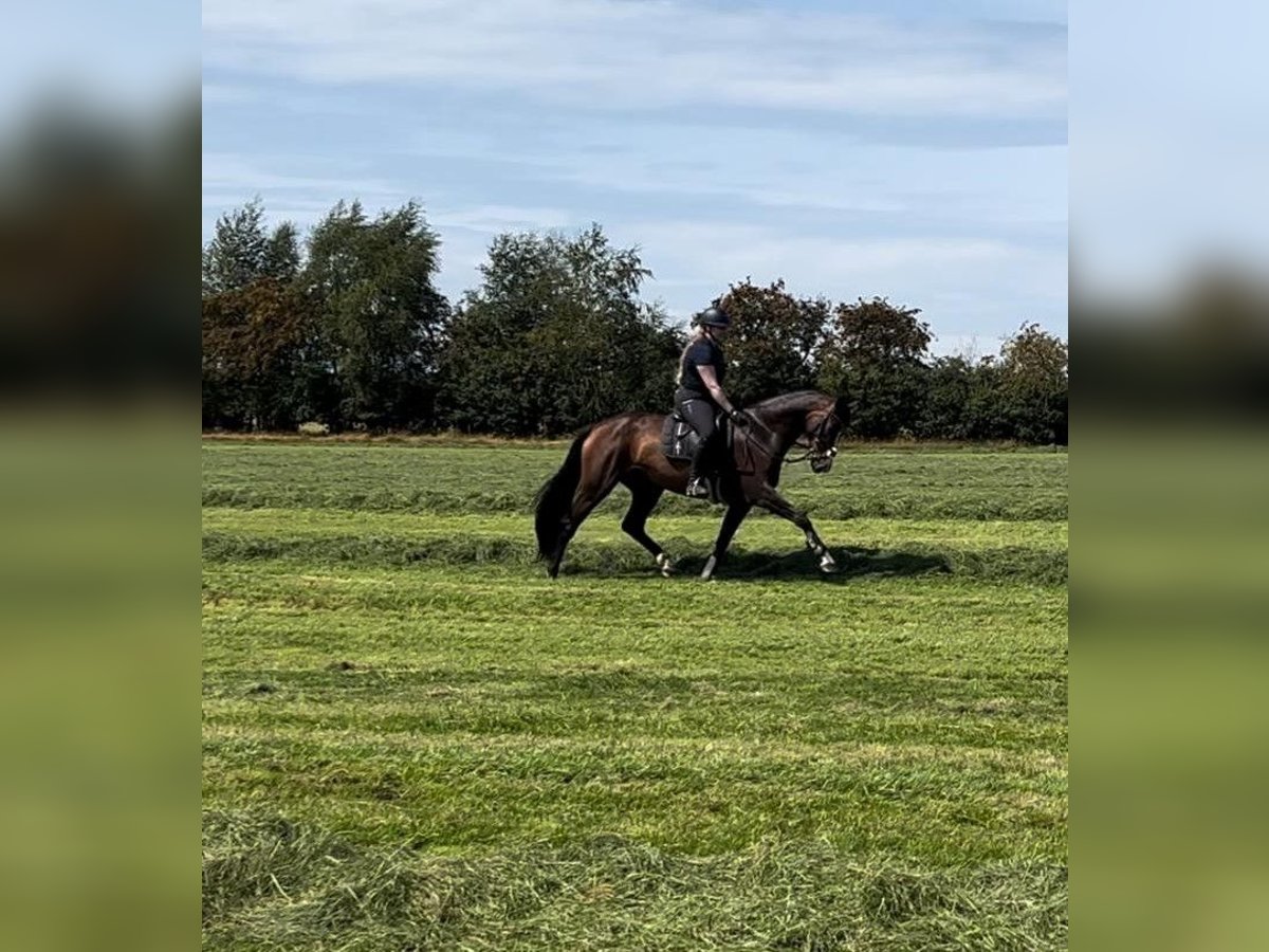 Mecklenburger warmbloed Merrie 5 Jaar 172 cm in Stade