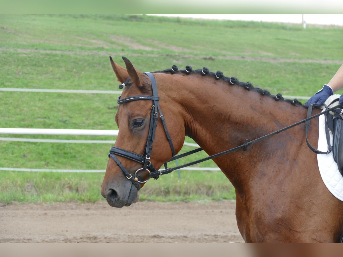 Mecklenburger warmbloed Merrie 8 Jaar 167 cm Bruin in Ganschow