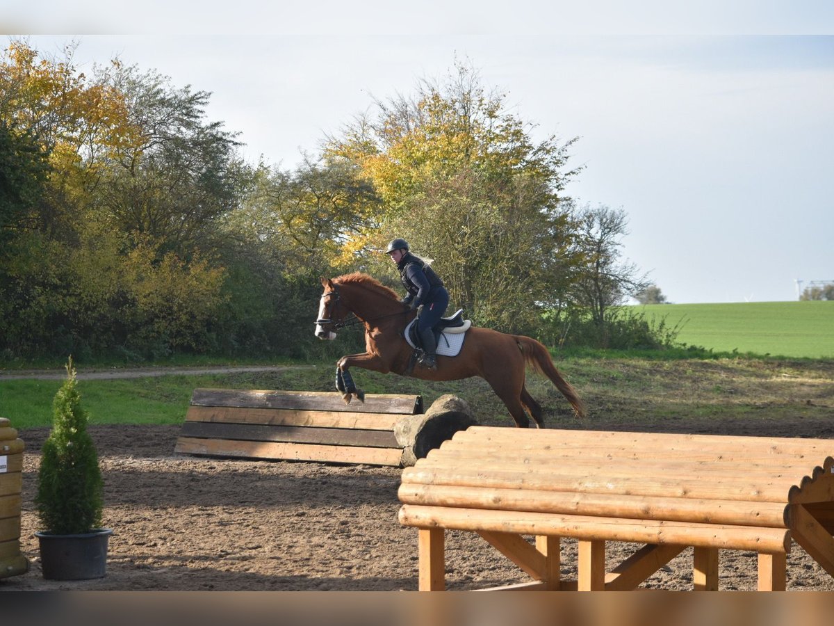 Mecklenburger warmbloed Merrie 9 Jaar 167 cm Vos in Satow