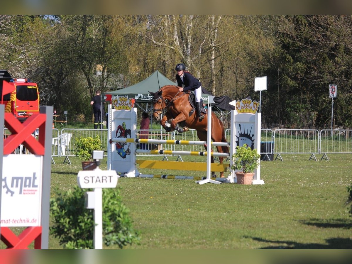 Mecklenburger warmbloed Merrie 9 Jaar 168 cm Vos in Insel Poel