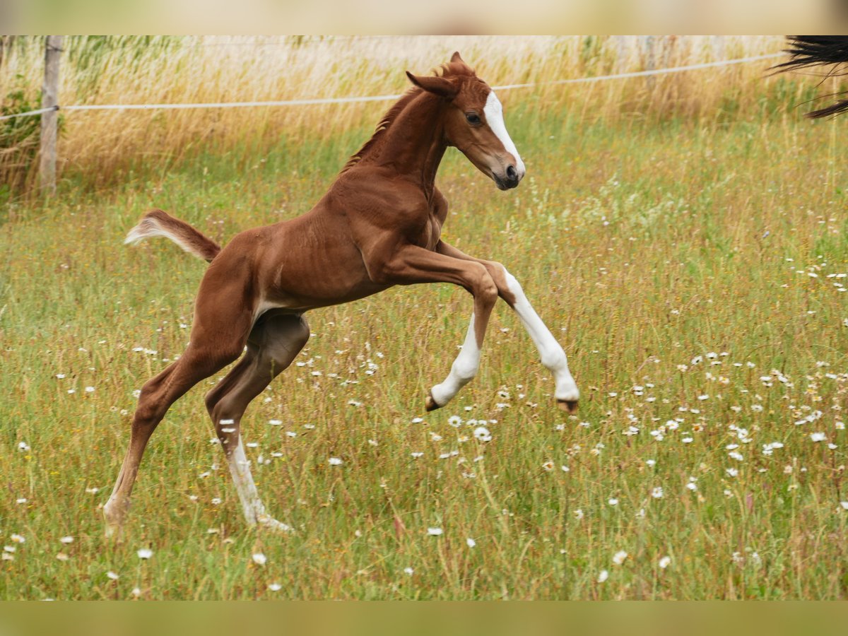 Mecklenburger warmbloed Merrie Veulen (03/2025) 170 cm Donkere-vos in Alt Sch&#xF6;nau