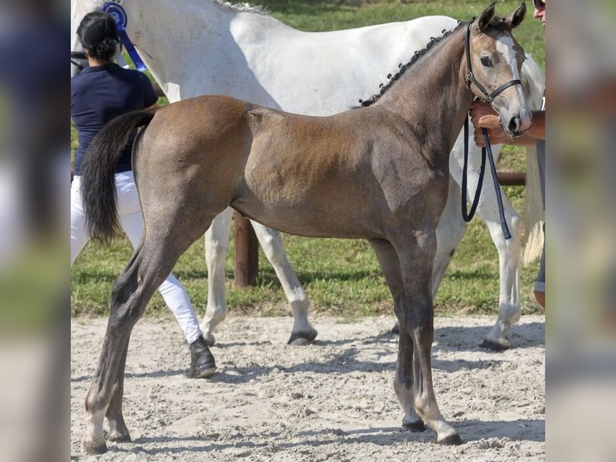 Mecklenburger warmbloed Merrie veulen (04/2024) Schimmel in Weitenhagen