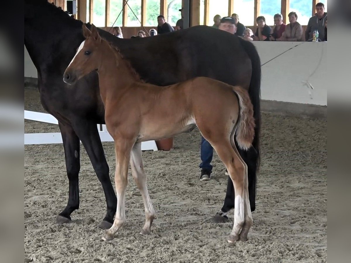 Mecklenburger warmbloed Merrie veulen (05/2024) Vos in Bütow