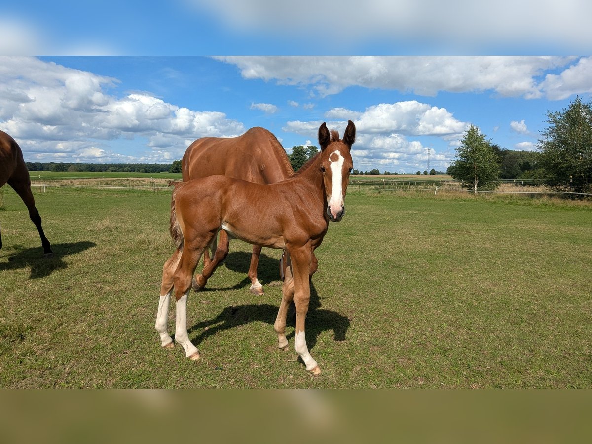 Mecklenburger warmbloed Merrie Veulen (07/2025) Vos in Friedrichsruhe