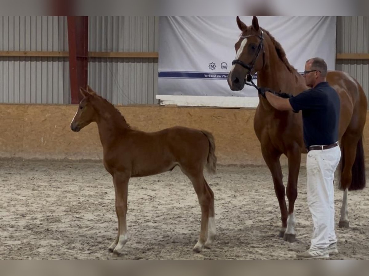 Mecklenburger warmbloed Merrie  Vos in Siedenbr&#xFC;nzow